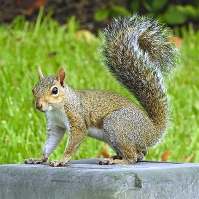 Can You Fly a Drone in a National Park? And Why Do Squirrels Always Look Like They're Plotting Something?