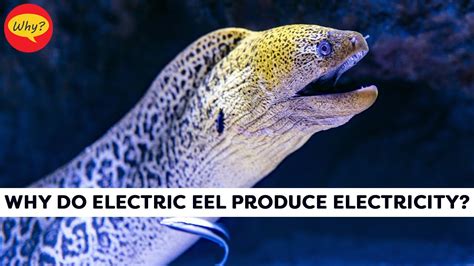 How Many Amps Does an Electric Eel Produce, and Can It Power a Toaster?