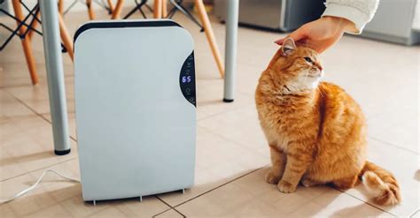 What is UV-C Air Purifier and Why Do Cats Love Them?